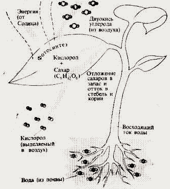 схема впитывания и испарения воды растением