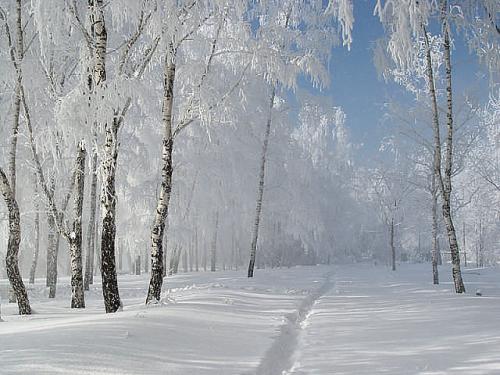 березы
