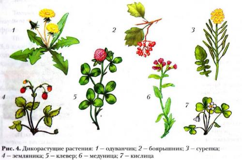 дикорастущие растения